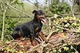 PINSCHER NAIN 133
